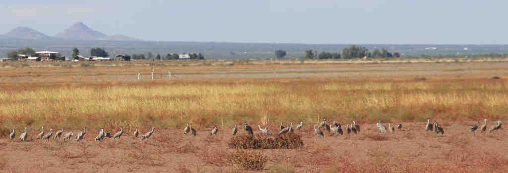 Sandhill cranes in Arizona